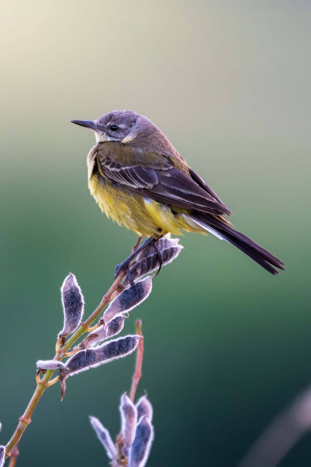 , Павел Ныриков