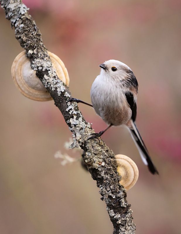 Long-tailed Ti фото превью