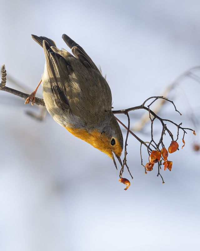 Малиновка фото превью