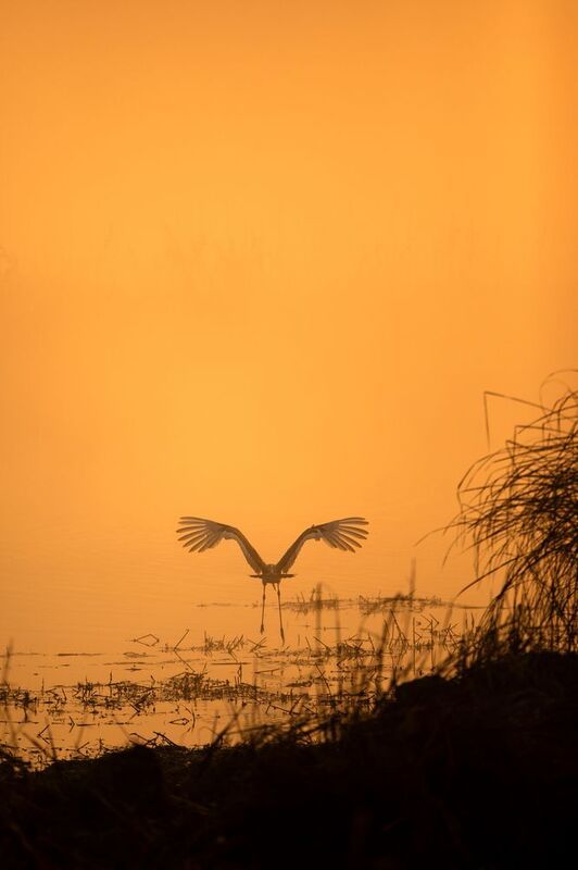Golden Wings фото превью