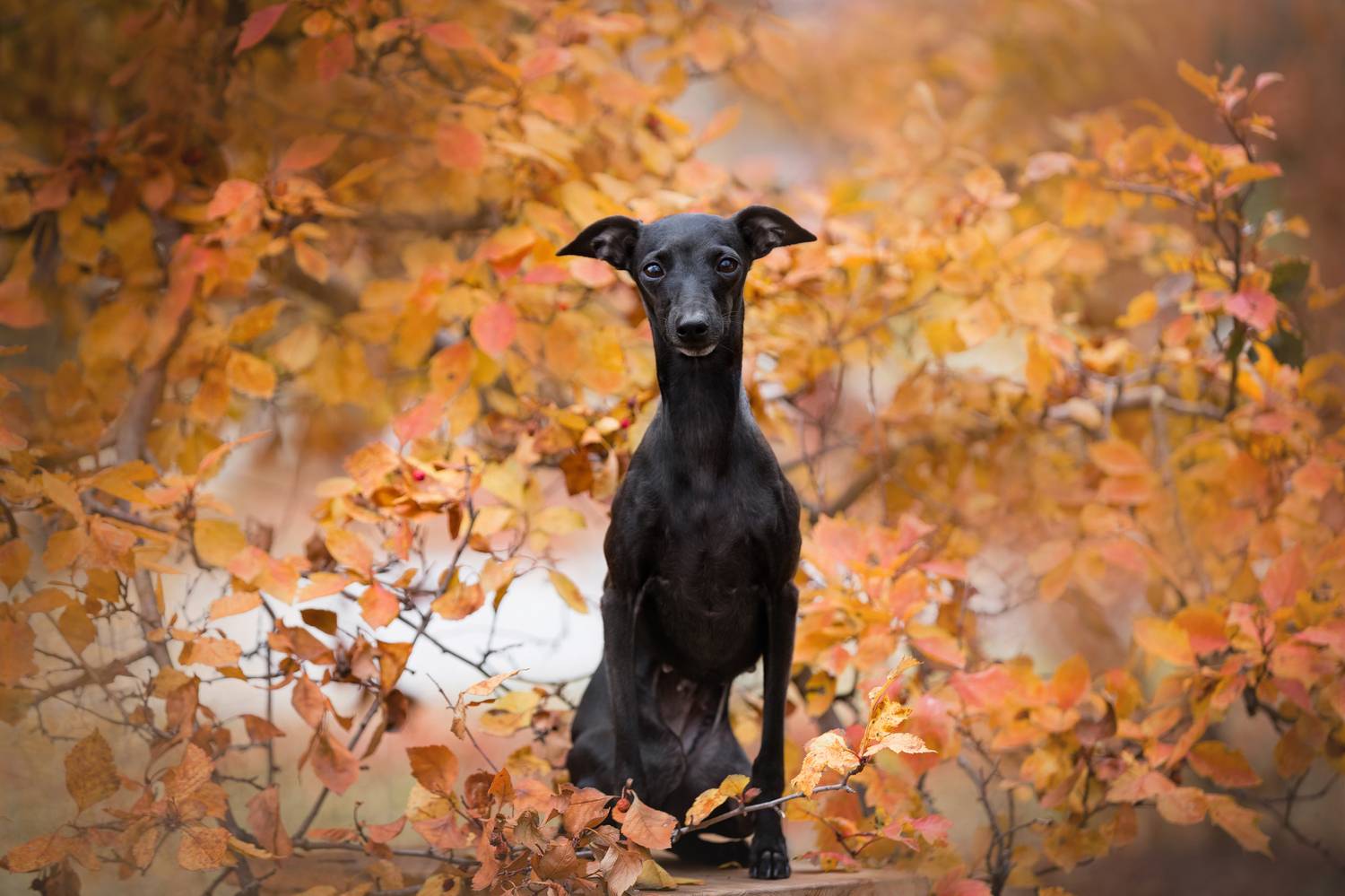 , Наталья Степанова