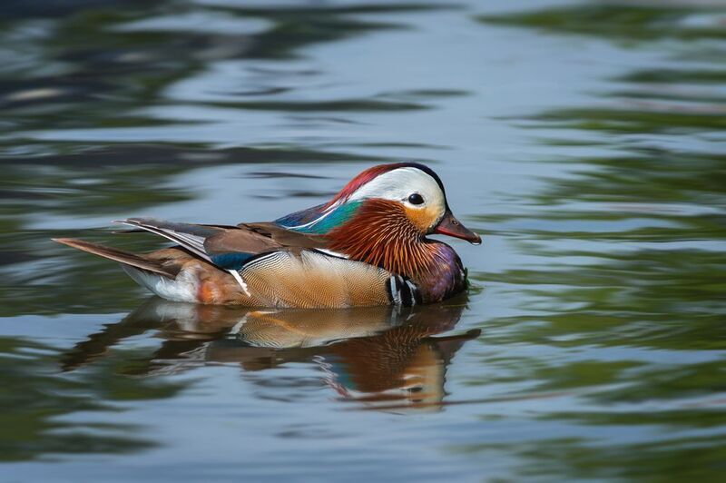 лесная утка, мандаринка, самец, aix galericulata, mandarin duck, male; escape Красотун фото превью