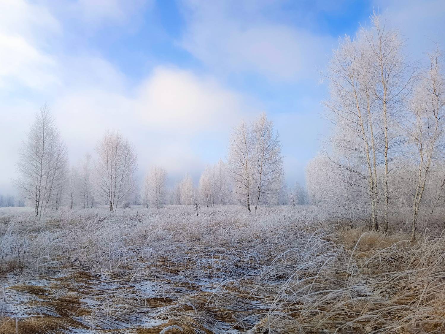 , Светлана Кондрашова