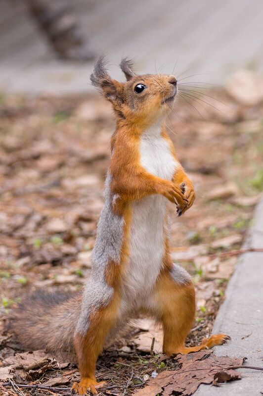 Белка фото превью