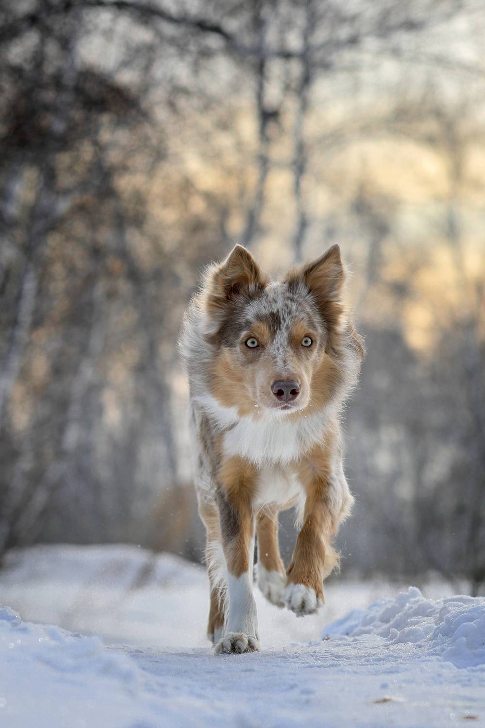 , Андрей Ершов