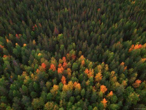 Янтарные осины осени