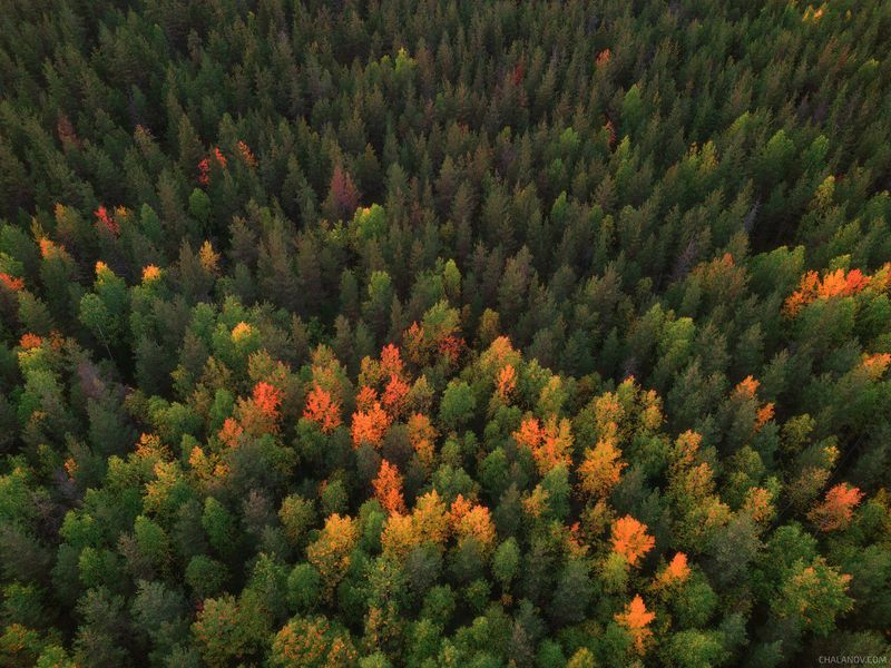 пейзаж, осень, лес, дрон, аэрофото Янтарные осины осени фото превью