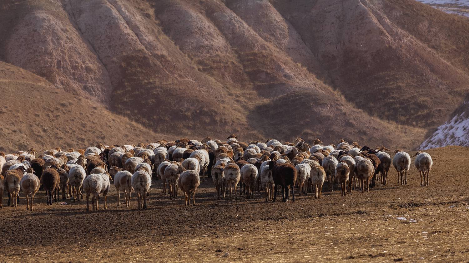 кыргызстан, Элина Магалимова