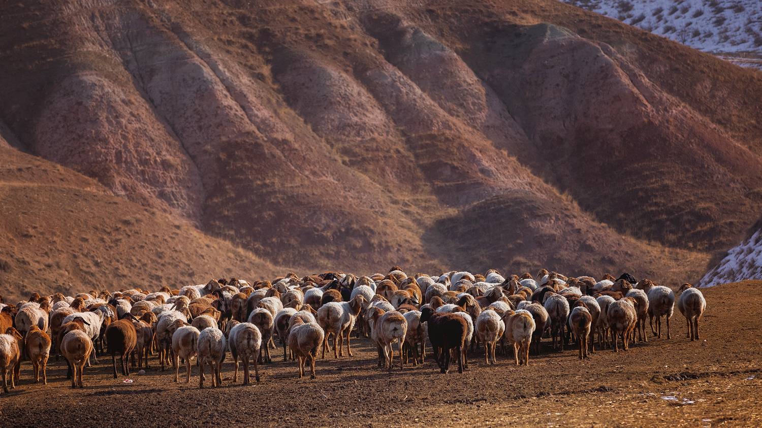кыргызстан, Элина Магалимова