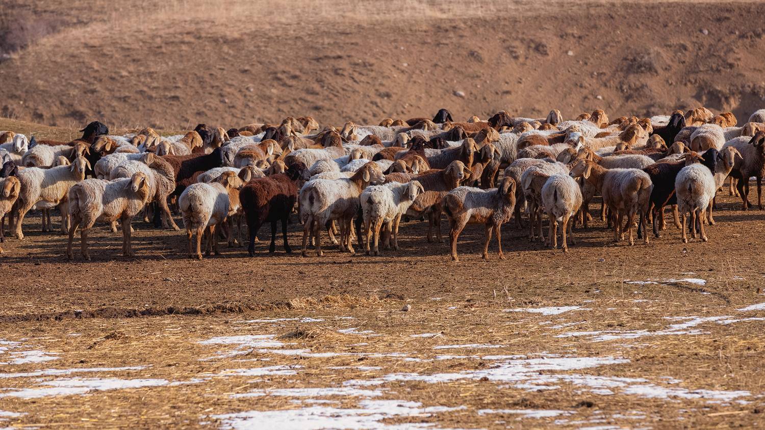 кыргызстан, Элина Магалимова