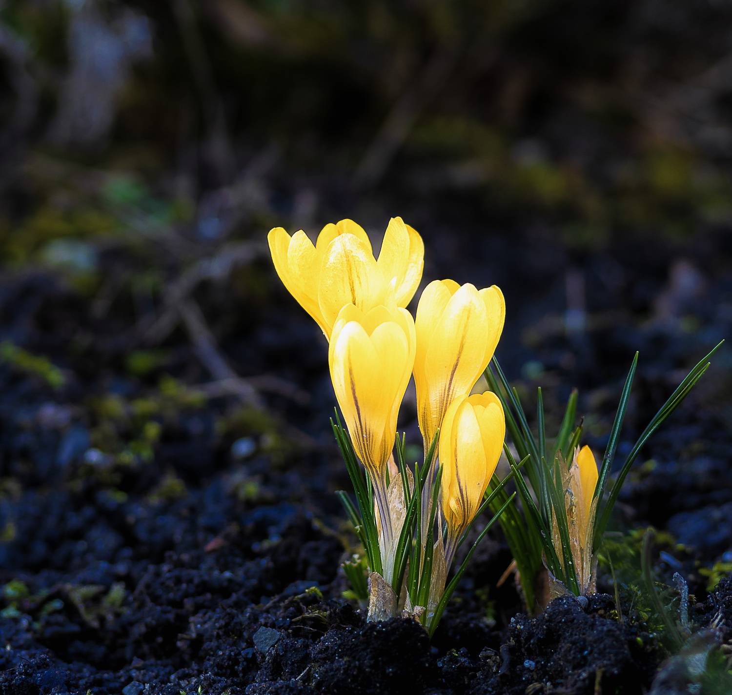 цветок, Igor Lukin