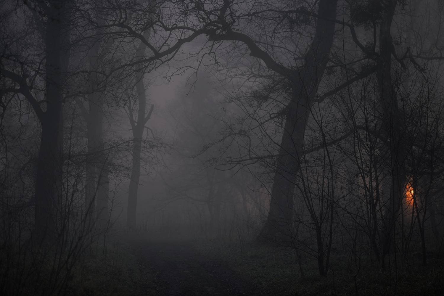 зима туман лес ночь, Александр Жарников