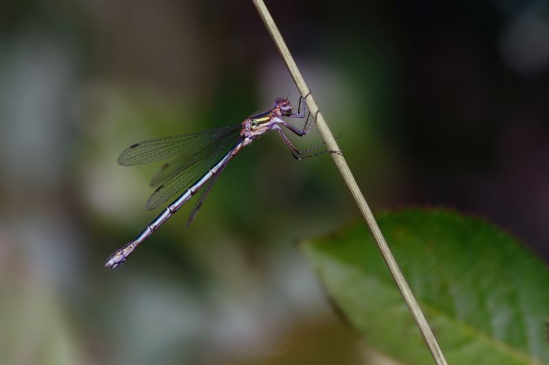 стрекоза, стрелка, макро Стрелка фото превью