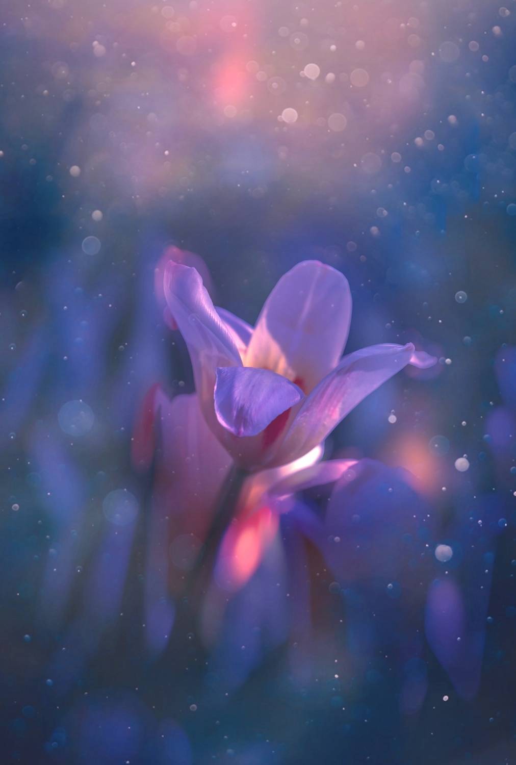 макро, macro, цветы, flower, весна, spring, тюльпан, Julia Kaissa