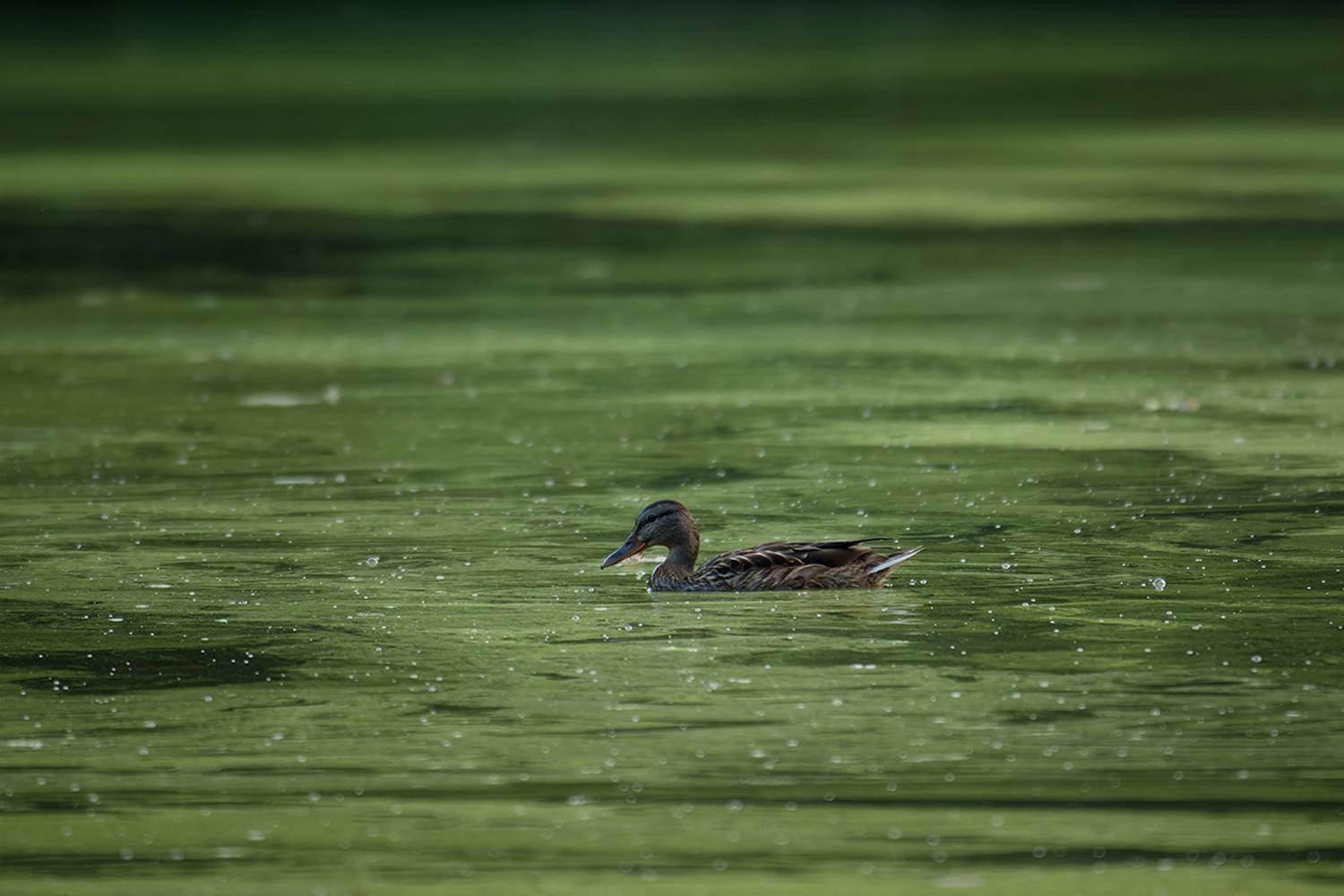 утка, duck, птица, bird, птицы России, Куршская коса, Хилько Марина