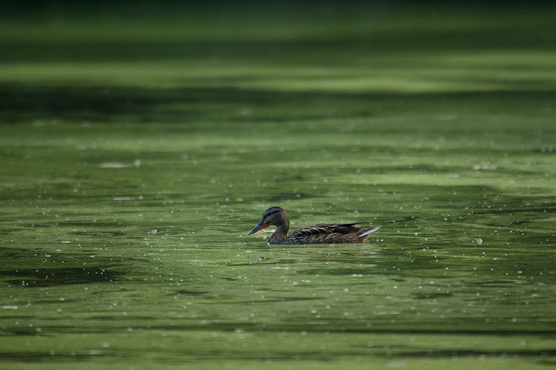 утка, duck, птица, bird, птицы России, Куршская коса В изумрудных водах фото превью