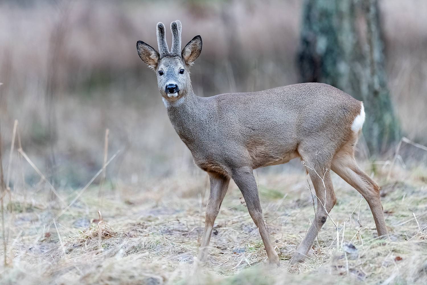 , Абросимов Александр