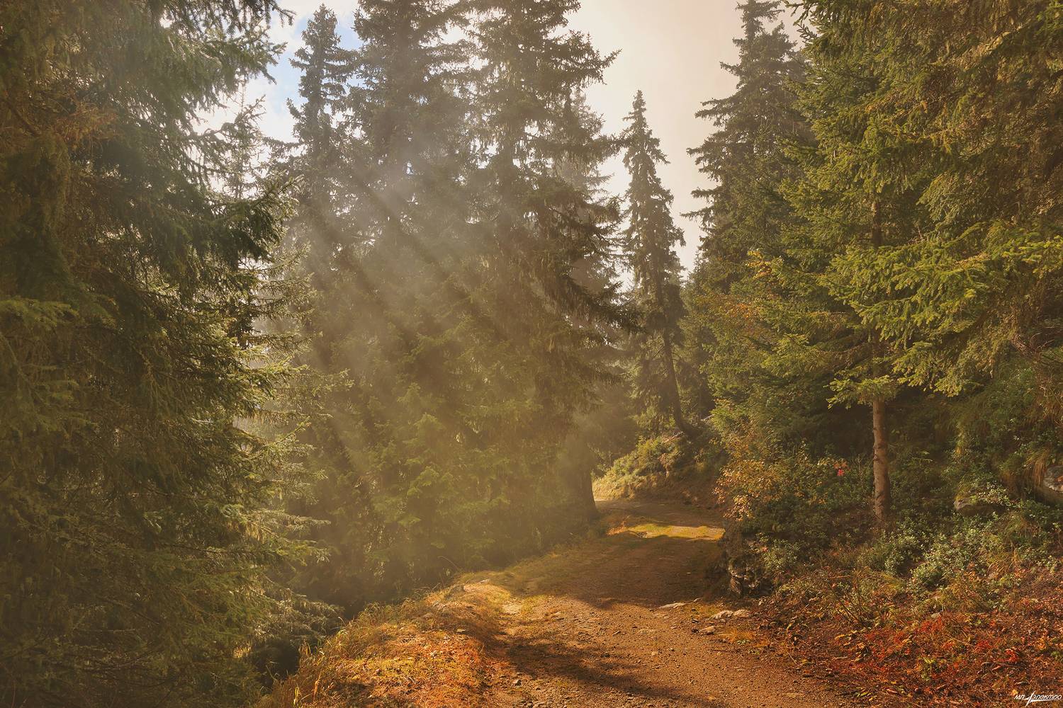 swiss, Матвеев Николай