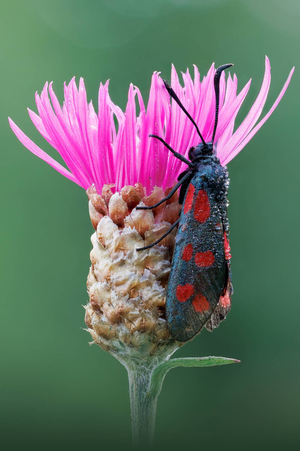 , Кузнецов Дмитрий