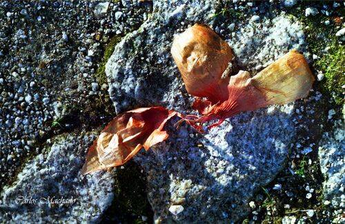 Just an Onion Peel in a stone...