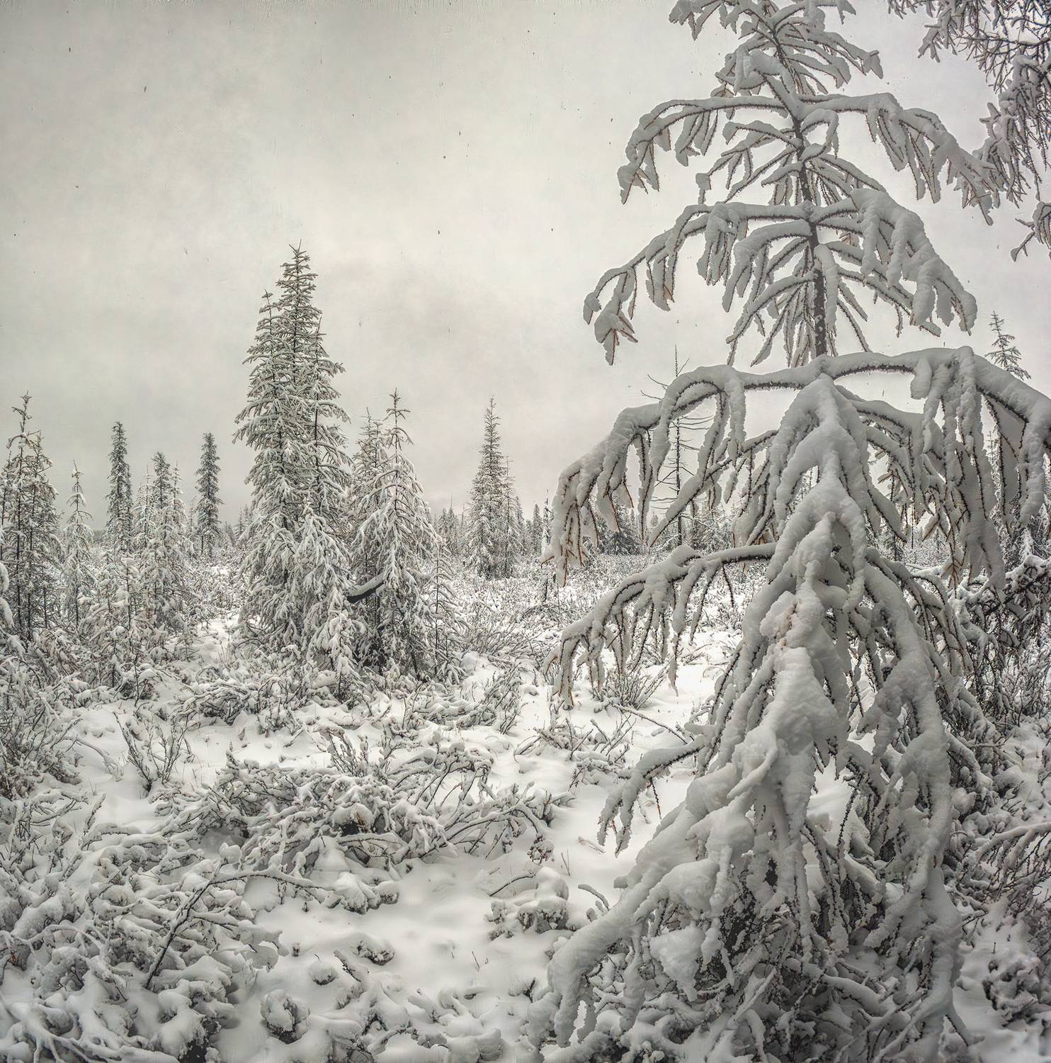 , Андреев Николай