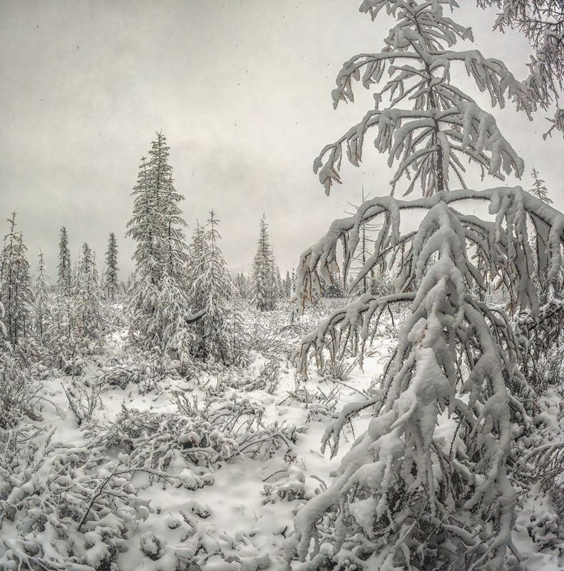 Первый снег. Чукотка 2024 фото превью