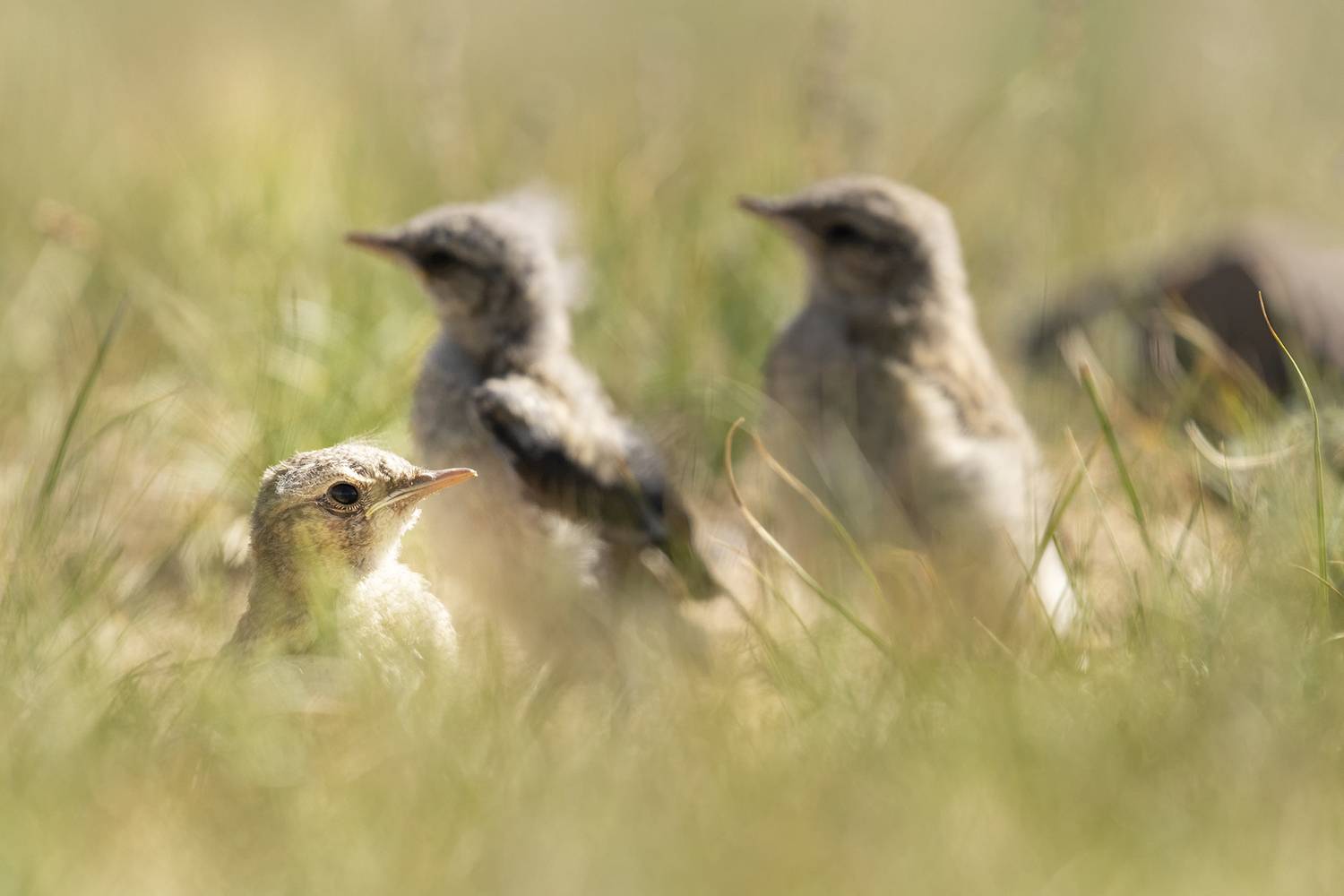 каменка, птенцы, Андреева Светлана