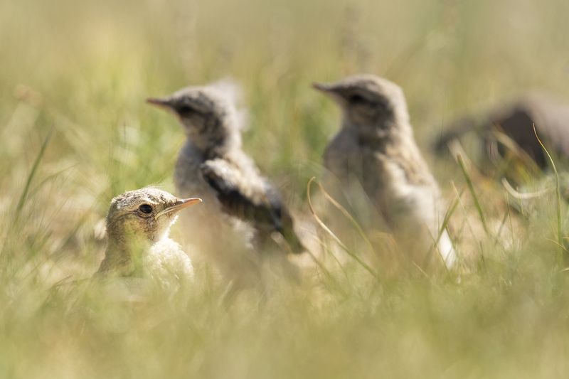 каменка, птенцы Малыши каменки фото превью