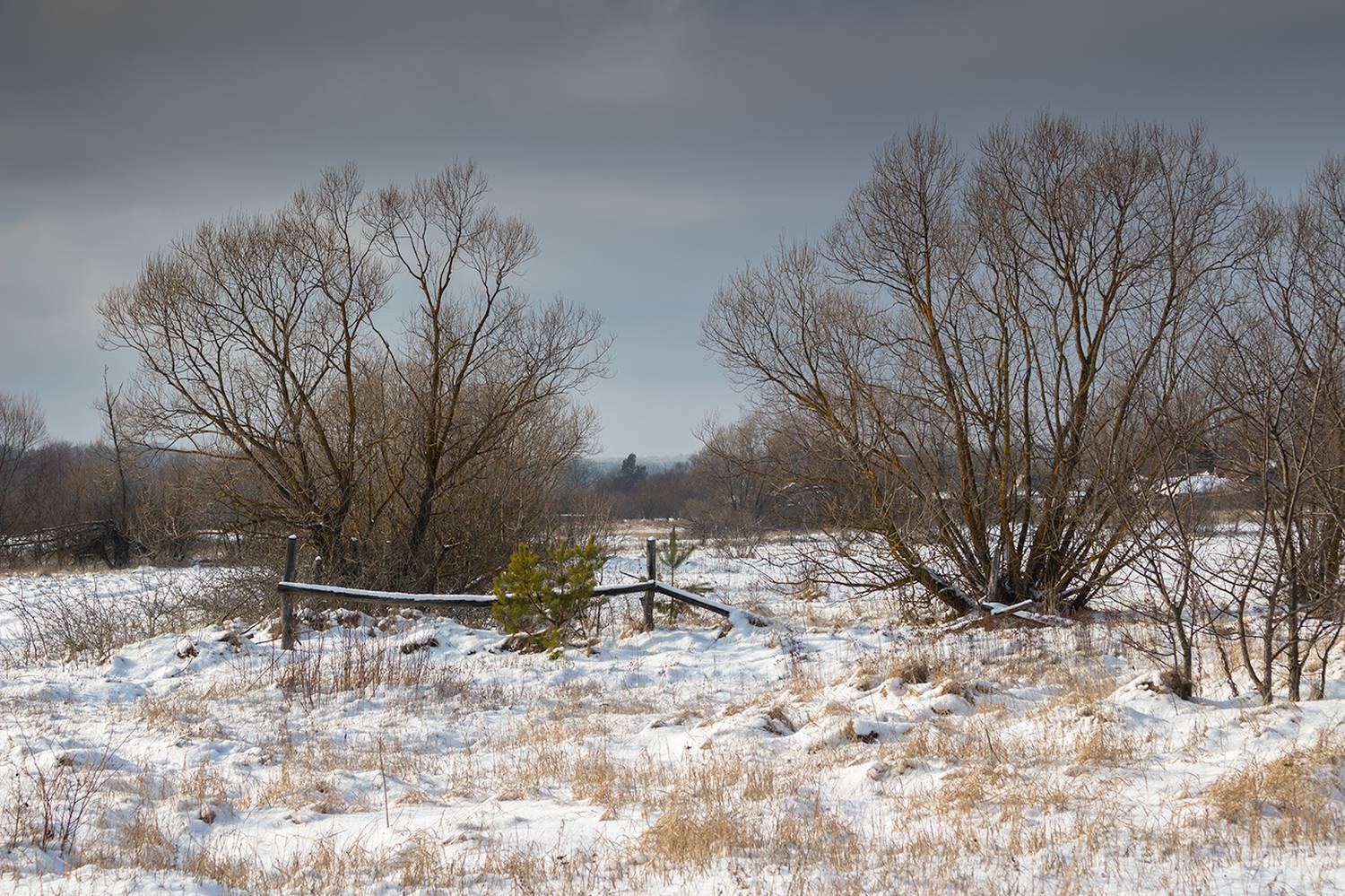 лес, деревья, зима, природа, Востриков Руслан