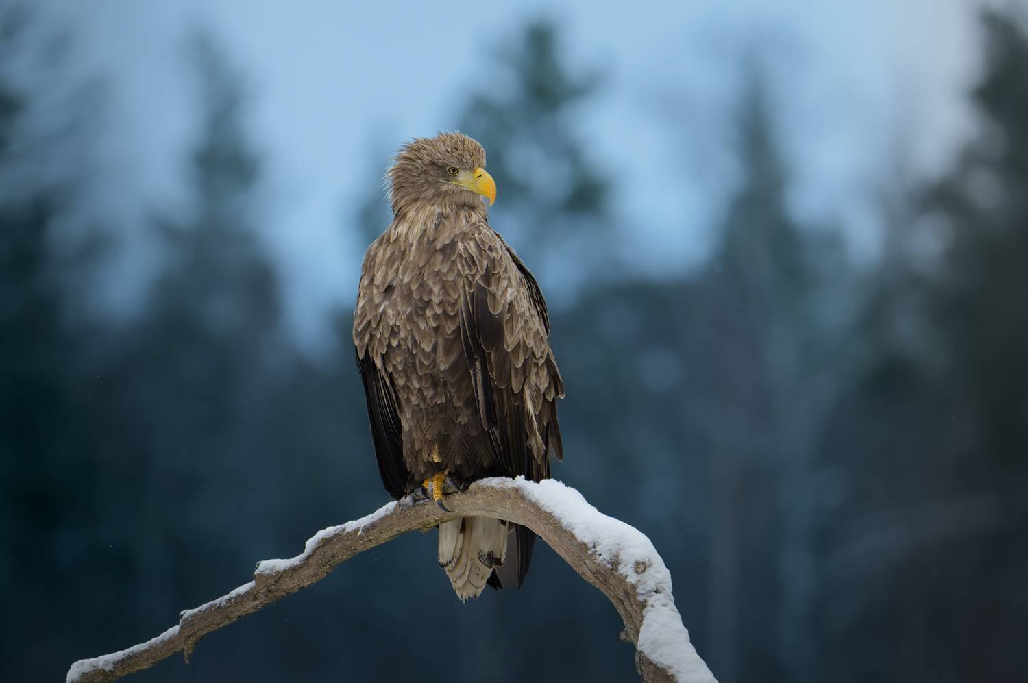 , Роман Фабричный