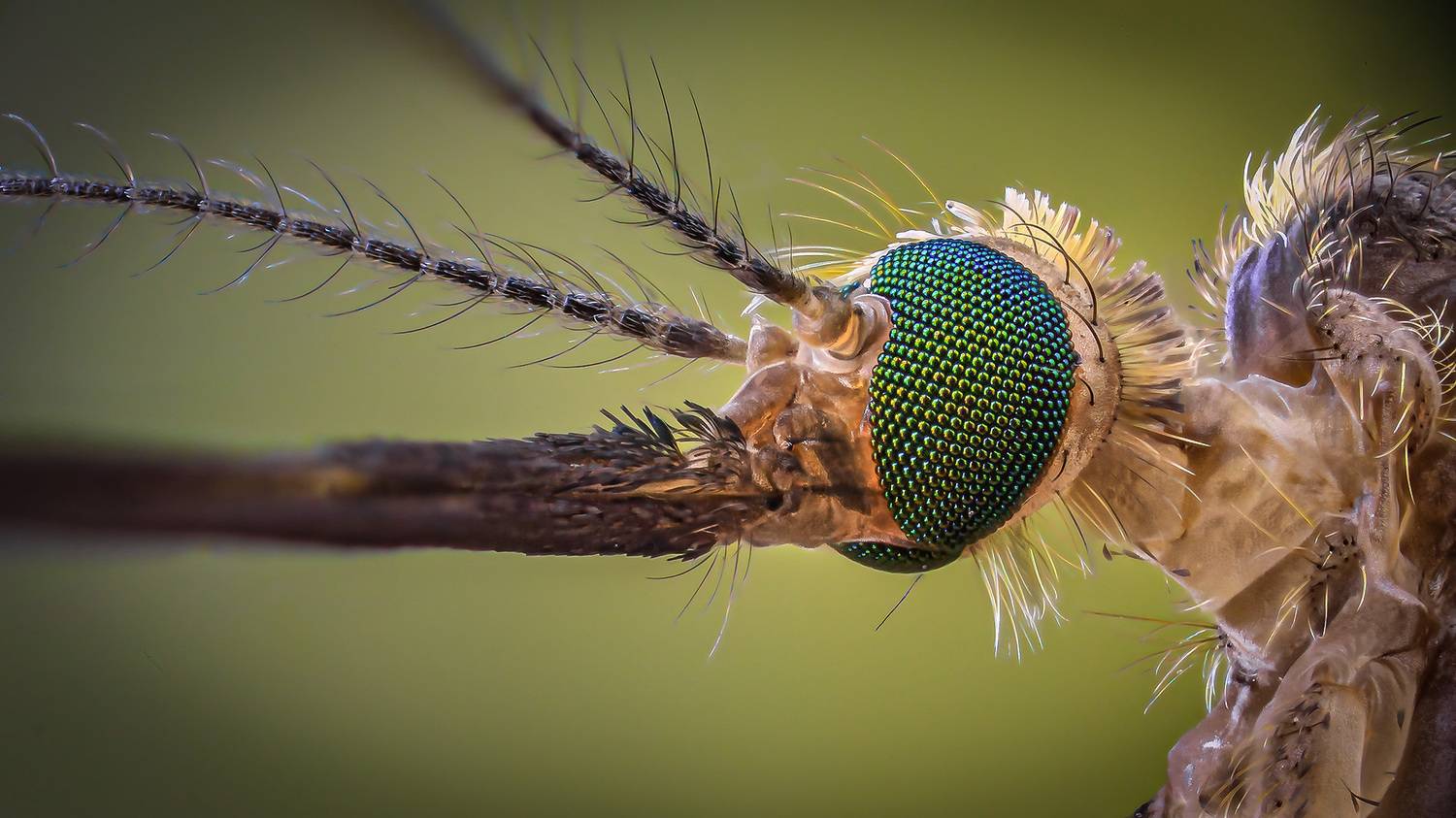 diptera, culicidae, culex pipiens, комар-пискун, Eugenijus Kavaliauskas