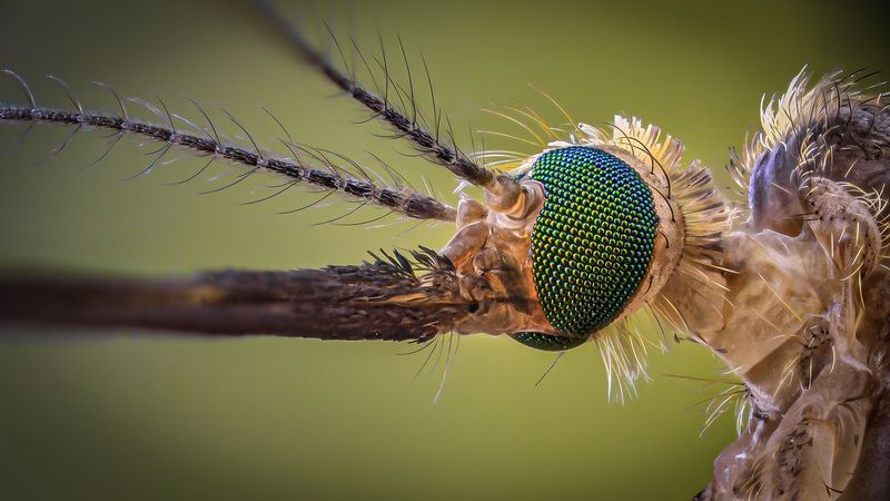 diptera, culicidae, culex pipiens, комар-пискун Пискун фото превью