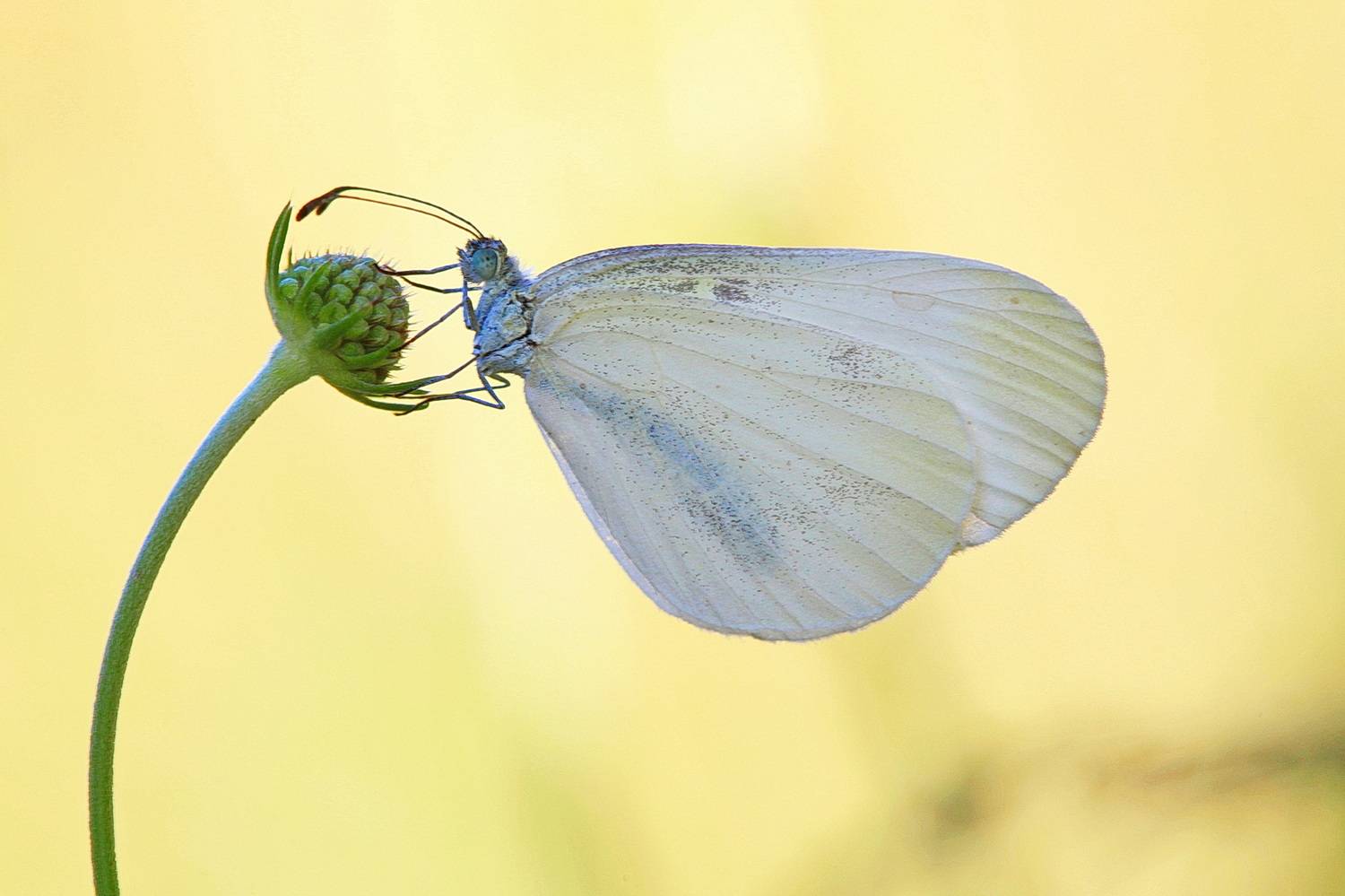 белянка горошковая, белянка, leptidea sinapis, Леонид