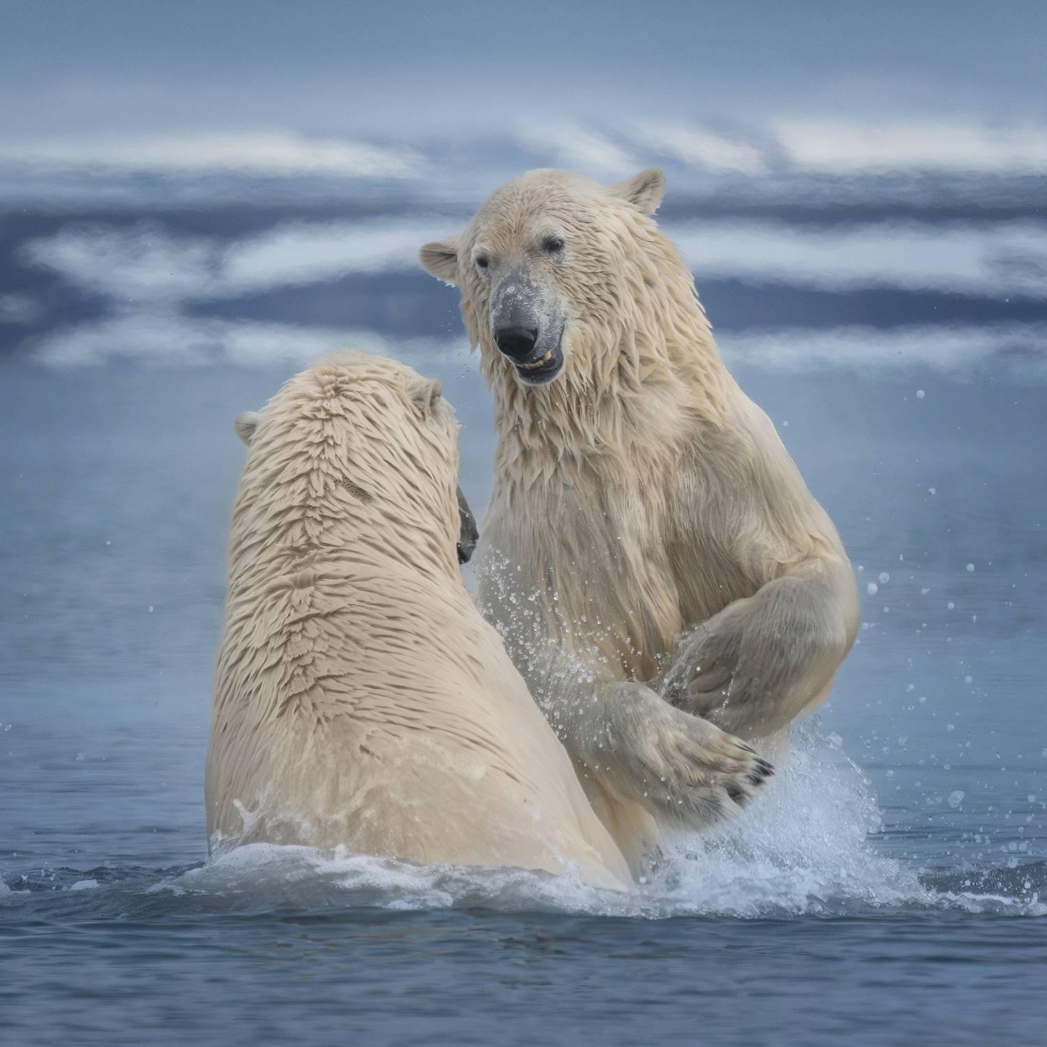 polar_bears, svalbard, polarbear, polarbears, worldphototravels, Майк Рейфман