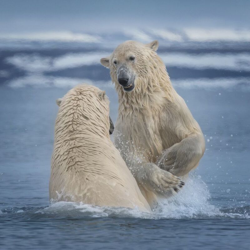 polar_bears, svalbard, polarbear, polarbears, worldphototravels The Dance of Young Titans фото превью