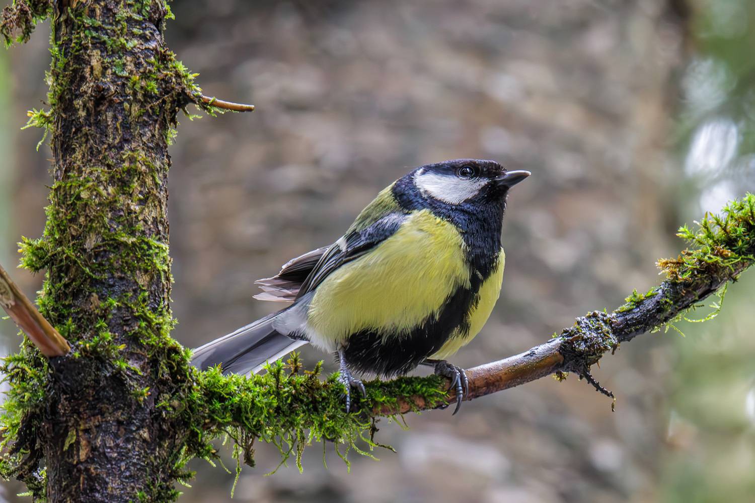 , Морозов Сергей