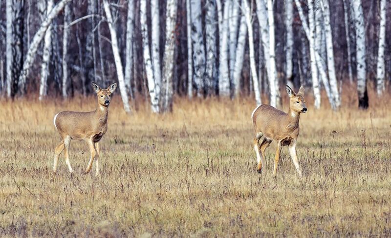 животные, косуля, лес, КОСУЛИ (6 ФОТО) фото превью