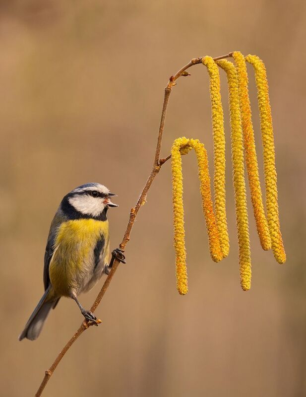 Titmouse фото превью