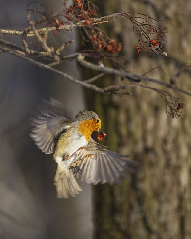 Малиновка с рябиной фото превью