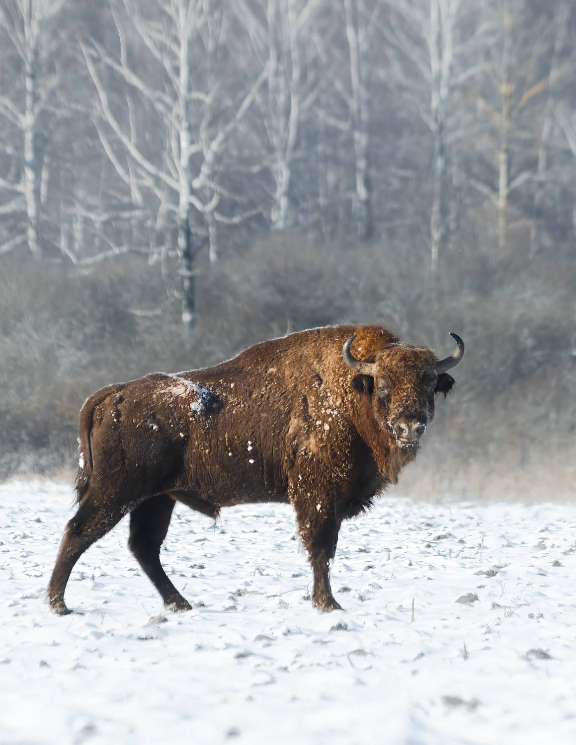 животные, зубр, природа, лес, зима,wildlife, canon, nature, Пронин Денис