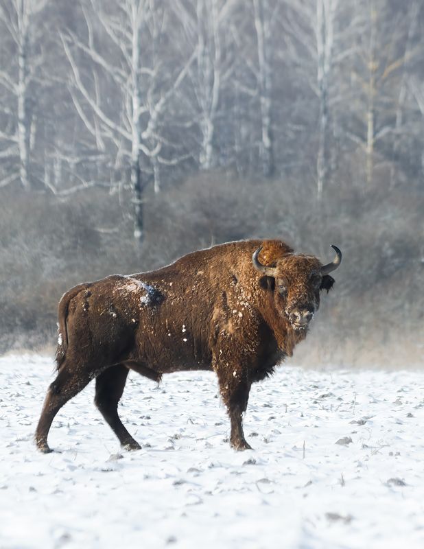 животные, зубр, природа, лес, зима,wildlife, canon, nature Заснеженный странник фото превью