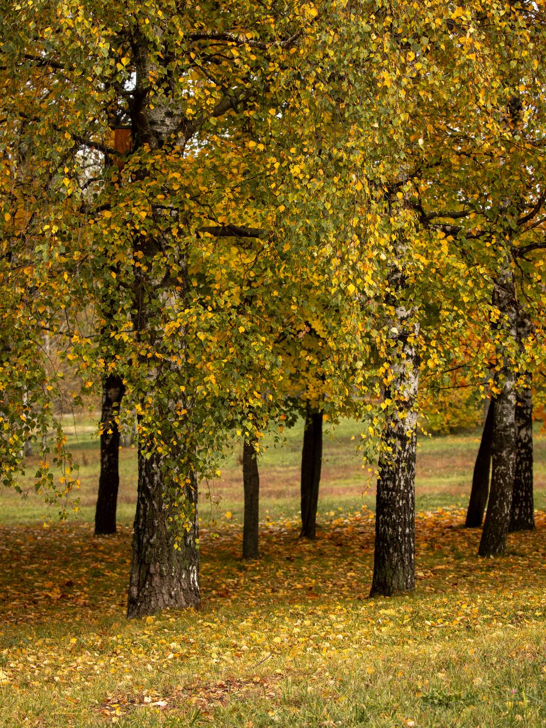 , Бравичева Анастасия