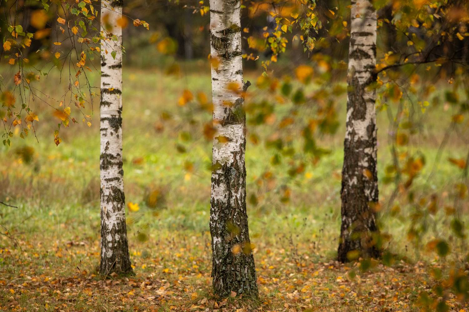 , Бравичева Анастасия