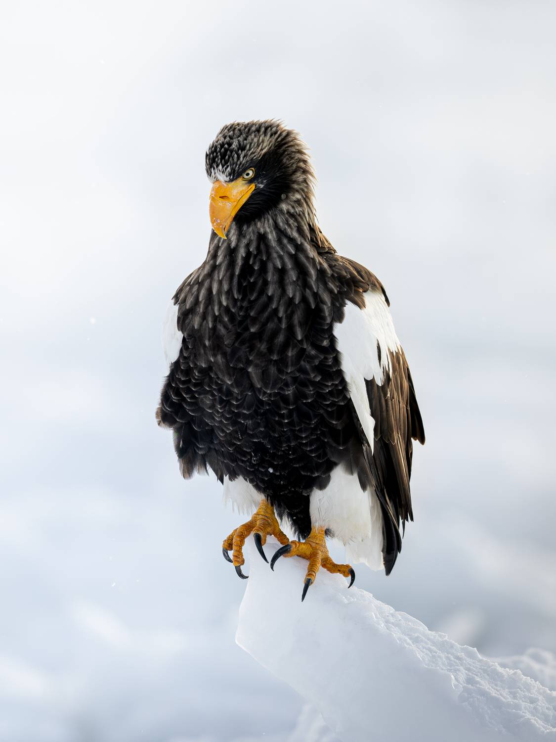 eagle, winter, air, Utsunomiya Ryo
