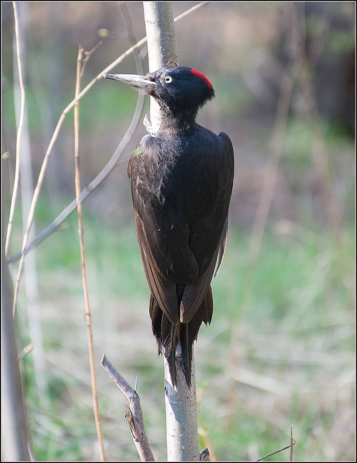 москва, парк, птица, АНАТОЛИЙ ДОВЫДЕНКО