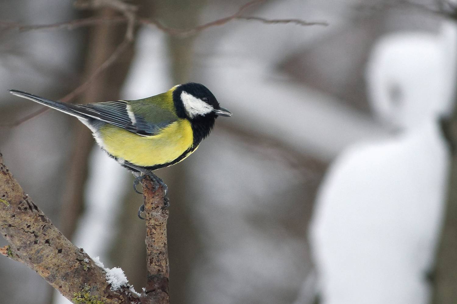 синица, большая синица, большак, parus major, КарОл
