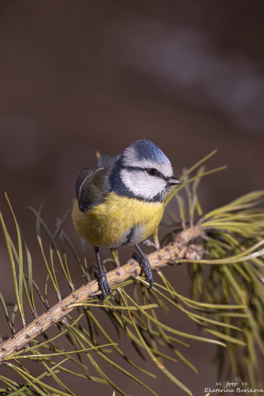 , Бурикова Екатерина