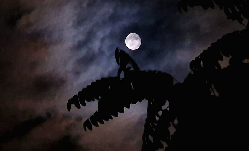 фото превью