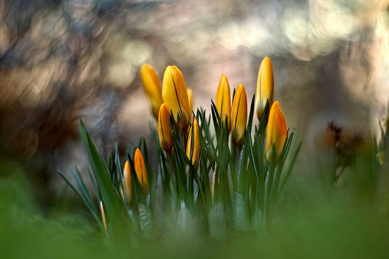 ***** фото превью