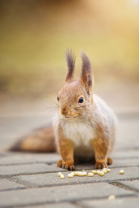 Белка фото превью